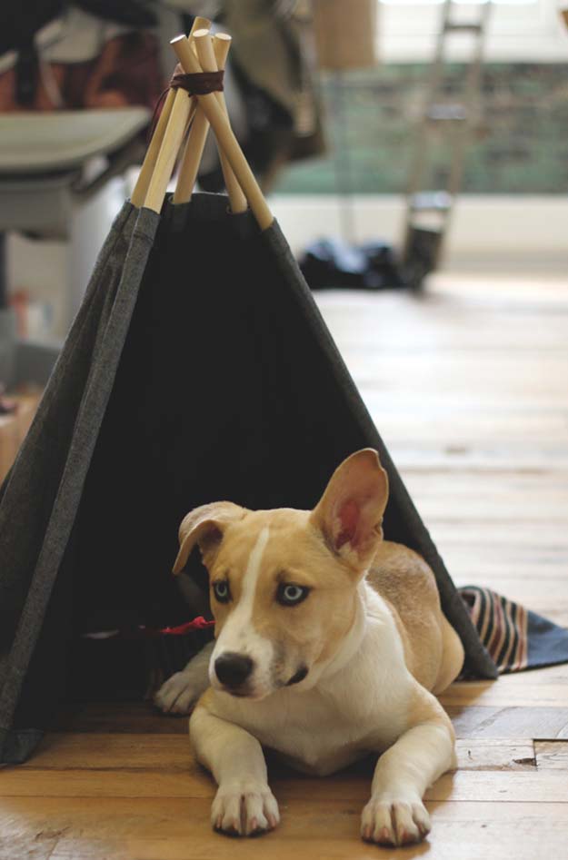 11+ DIY Projects For Your Dog!