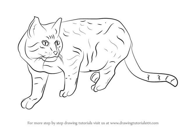 Easy Drawing Ideas - How To Draw A Wildcat - Learn How To Draw Animals, Easy People, Step by Step Drawing and Tutorial With Instructions - Creative Arts and Crafts Ideas for Teens - Shapes, Shading, Buildings, School Art Projects, Drawing for Beginners and Teenagers, Kids #drawing #art #drawingtutorials