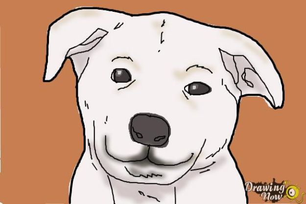 How to draw a cute dog face