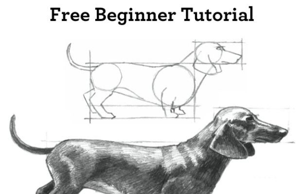 30 Ways to Draw Dogs