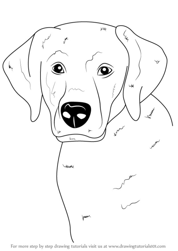 How to Draw a Dog: Easy Step by Step Tutorial