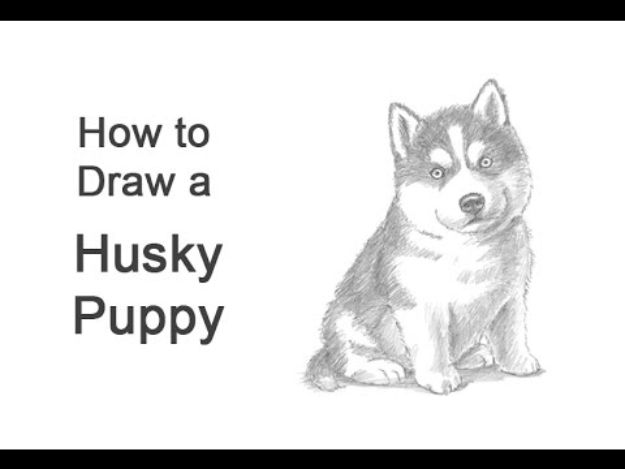 How to Draw Dogs - Draw A Puppy Husky - Easy Step by Step Drawing Tutorial - Learn How To Draw A Dog and Cute Puppies - Cartoon and Realistic Animals