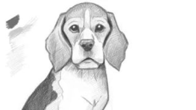 Draw a Dog From a Photograph