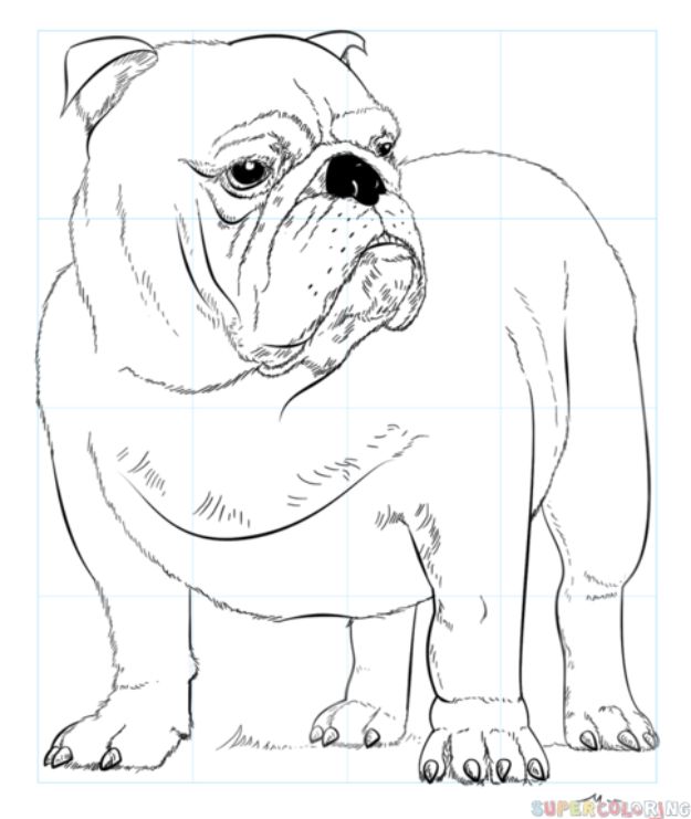 30 Ways To Draw Dogs