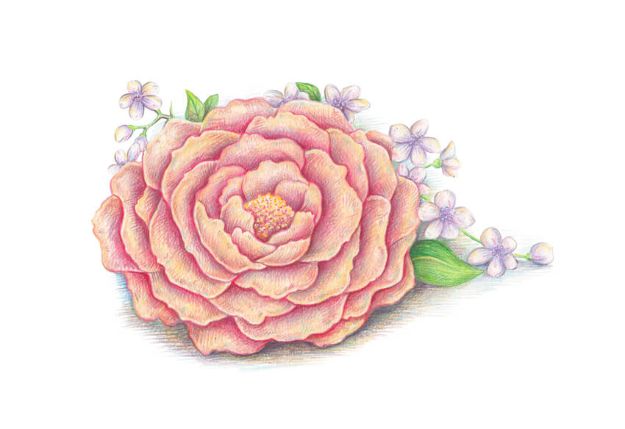 Featured image of post Easy Flower Drawing With Colour - So if you are teaching a class, or just want a simple with this how to draw a rose step by step tutorial makes drawing this beautiful flower super easy, which makes it perfect for beginners as well as kids.